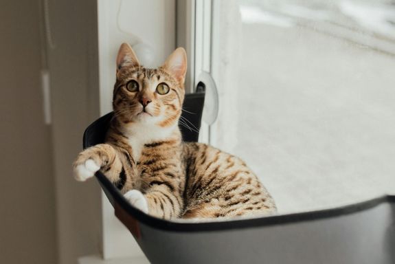 A cute domestic cat relaxes in a container by a window, showcasing its fur and curious eyes.