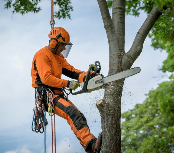 Trusted Tree Service in Massachusetts – Schedule Your Expert Tree Care Now