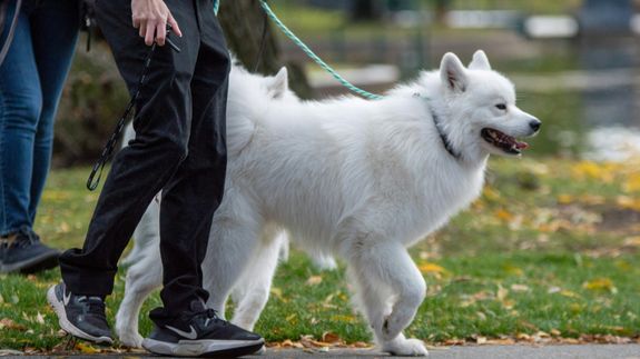 Ethnic man walking West Siberian Laika in city park