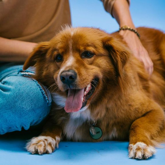 Senior Pet Support