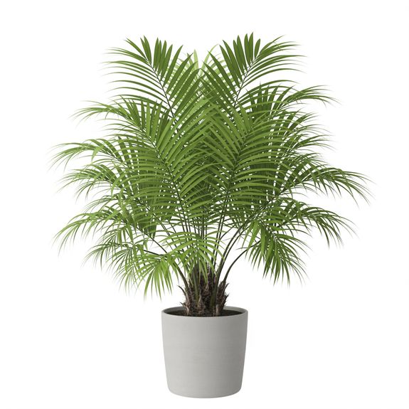 Areca Palm