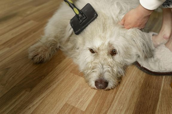 A fluffy white dog lies on a wooden floor as it's being gently brushed, showcasing pet grooming.