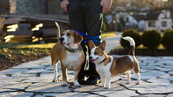Man In Coat Holding Leash Of A English Bulldog 