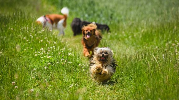 Ready to Book Your Dog’s Next Adventure?