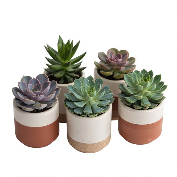 Succulent Starter Pack
