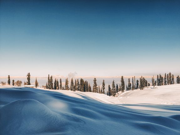 Field covered with snow and snowdrifts located against blue sky and coniferous forest with trees in nature on winter day
