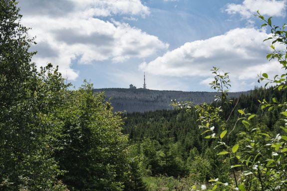 a forest filled with lots of trees under a cloudy sky