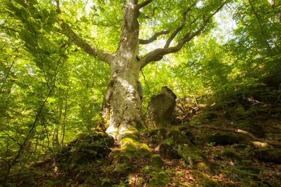 How long does a typical lot clearing project take?