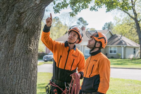 Expert Tree and Lawn Care Services in Brevard County, FL