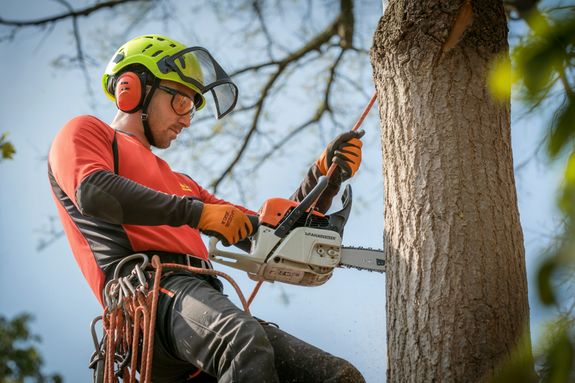 Expert Tree Care in Memphis, TN | Gonzalez Tree Service