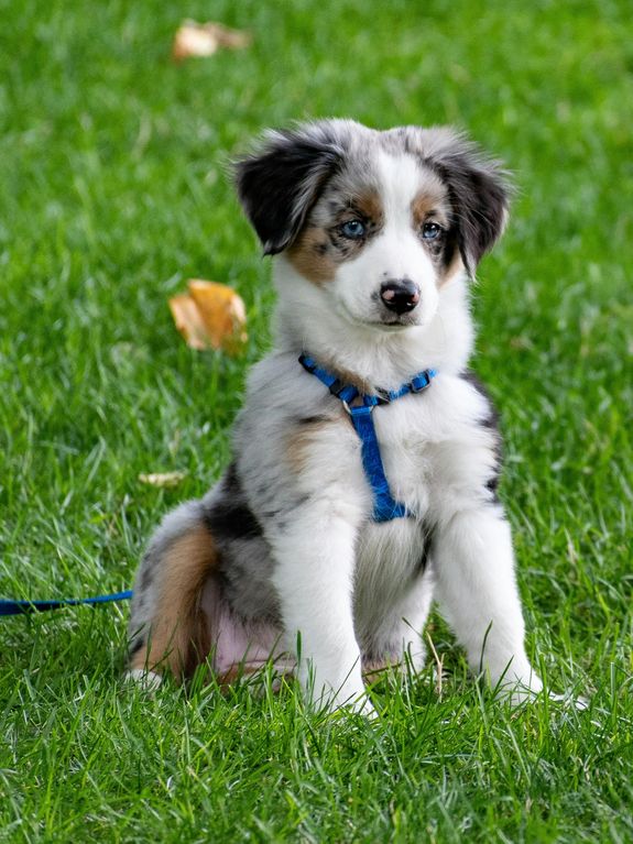 Puppy Play