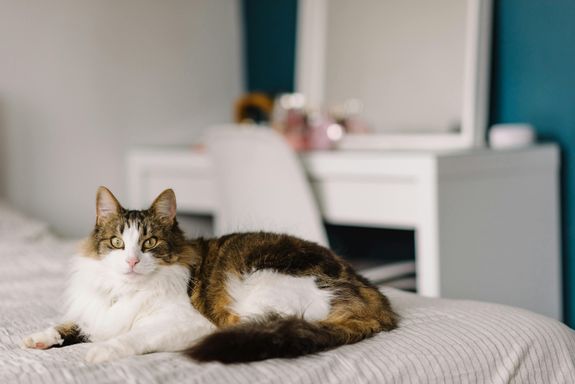 Cute domestic cat on bed at home