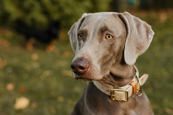 Close Up Shot of a Dog Face 