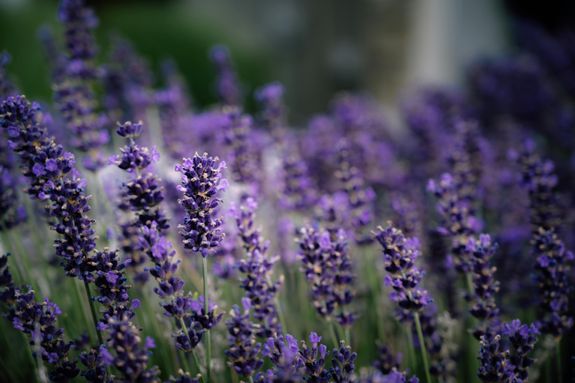 Sustainable Sourcing Practices