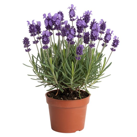 Lavender Plant
