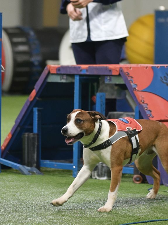 Outdoor Training Grounds