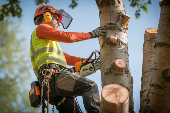 What should I do if a tree falls on my property?