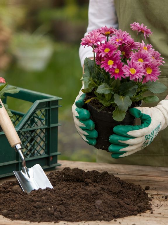Soil Improvement