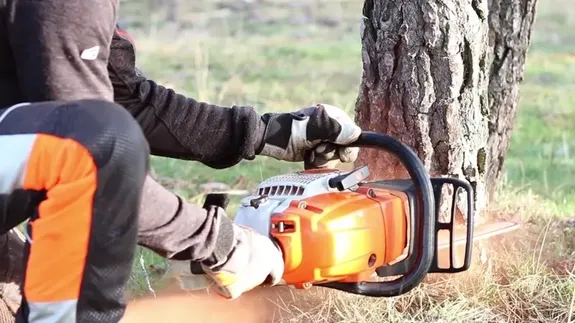 Worried About an Overgrown or Dying Tree? Get Expert Advice from Certified Professionals