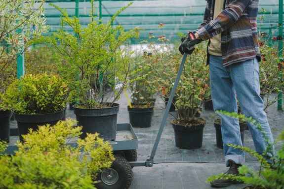 Crop faceless farmer in casual outfit and protective gloves carrying lush green plants on gardener cart while working in hothouse