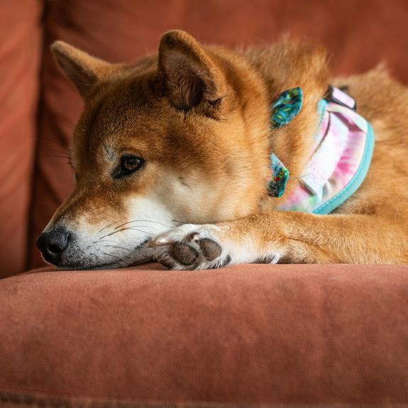 Anxious Fur Babies