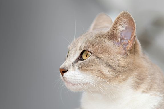 What is included in the Full Grooming Package?