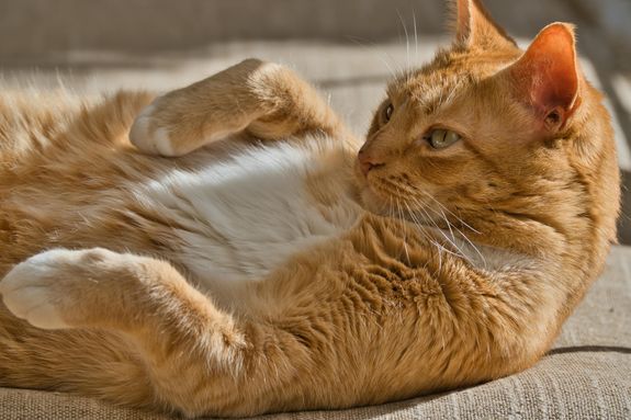 Full Grooming Package