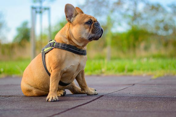 Brown Boxer Sitting on Pavement Wearing Harness