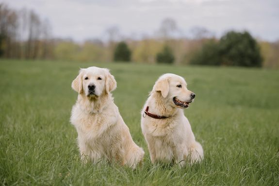 Reliable Pet Feeding