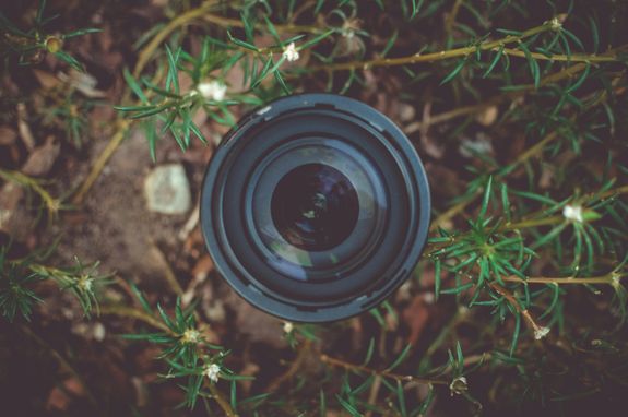 A camera lens surrounded by green plants, symbolizing photography and nature's harmony.