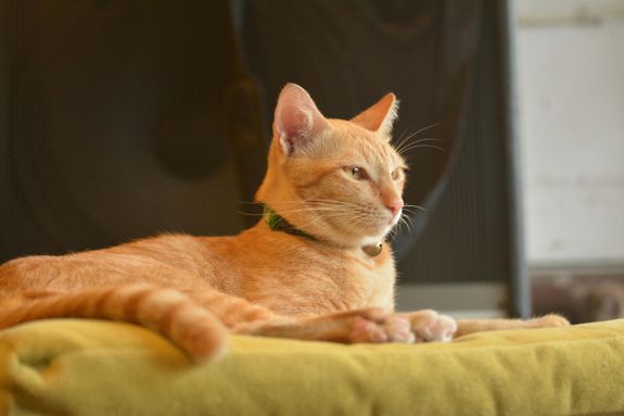 Orange Cat on Top of Yellow Textile