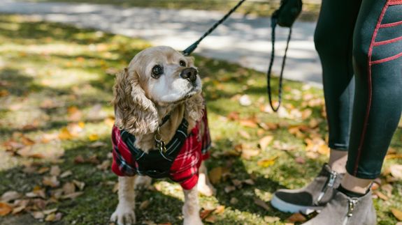 Unrecognizable ethnic female in shorts walking dog with white fur on red leash while strolling on paved sidewalk on street