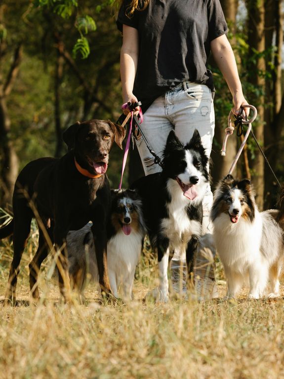 Group Walks
