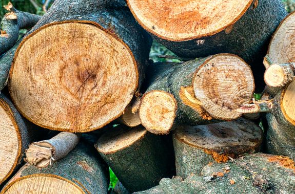 Cut Wood Logs on the Floor