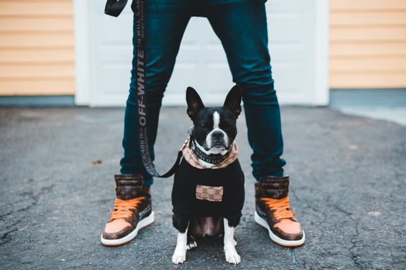 Person in Blue Denim Jeans and Brown Sneakers Holding Black and White Short Coated Dog