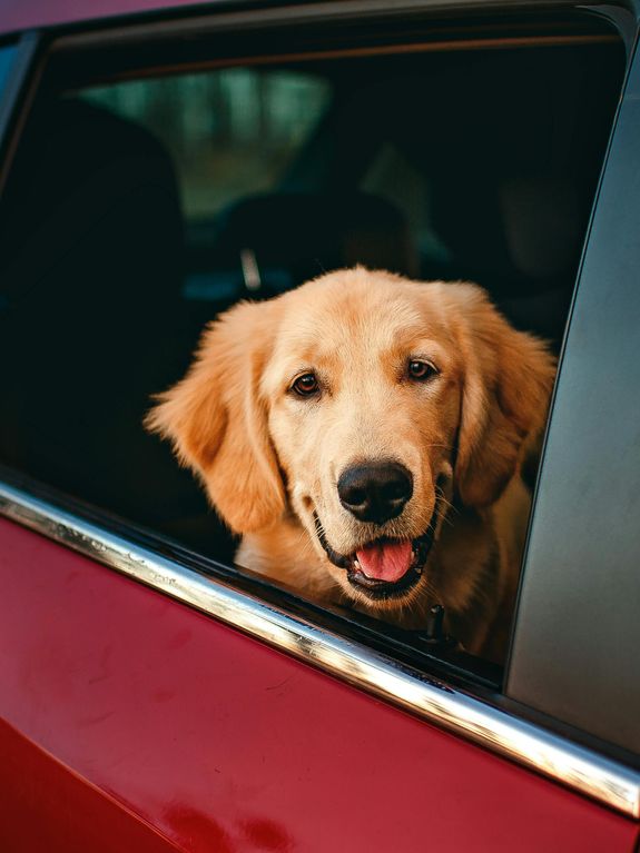 Pet Pickup/Drop-Off