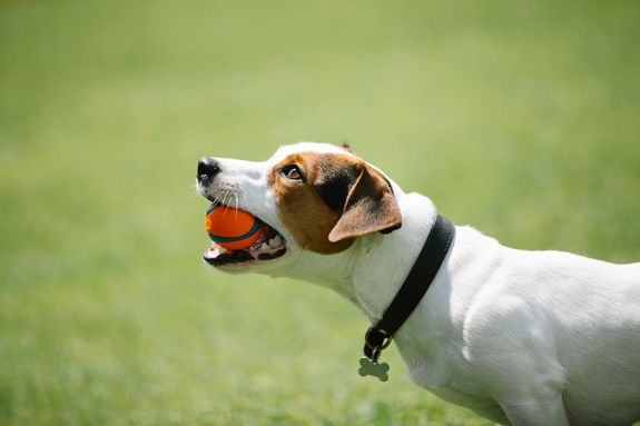 Obedience