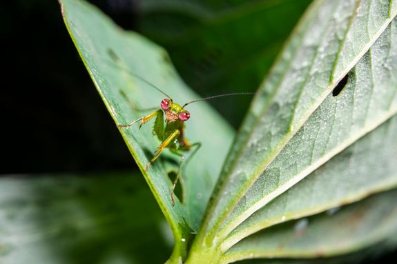 Close-Up Photo of Praying Mantis on Green Leaf