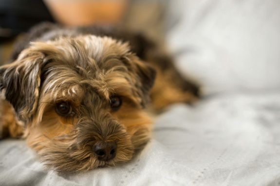 Selective Focus Photo of Long-coated Brown Puppy