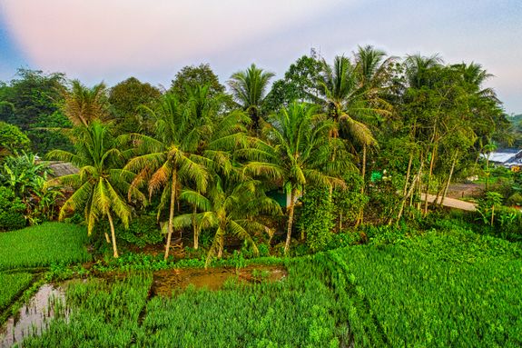 Green Coconut Trees Under Blue Sky