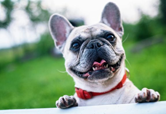 What if my pet has dietary restrictions or needs special care?