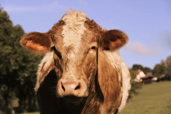 Portrait of a Cow in a Serene Meadow Setting