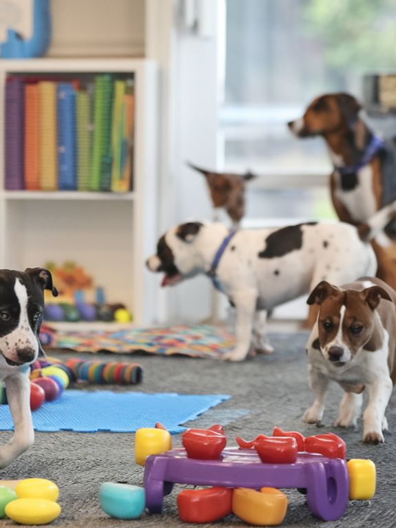 Enrichment and Play Area