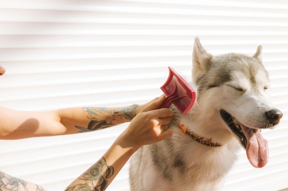 Minor Grooming Services