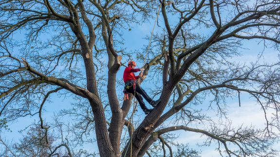 Comprehensive Tree Care Solutions
