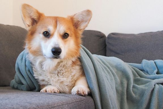 Adorable Corgi under Blanket