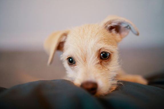 Close-up portrait of an adorable Jack Russell Terrier puppy with cute, curious eyes.