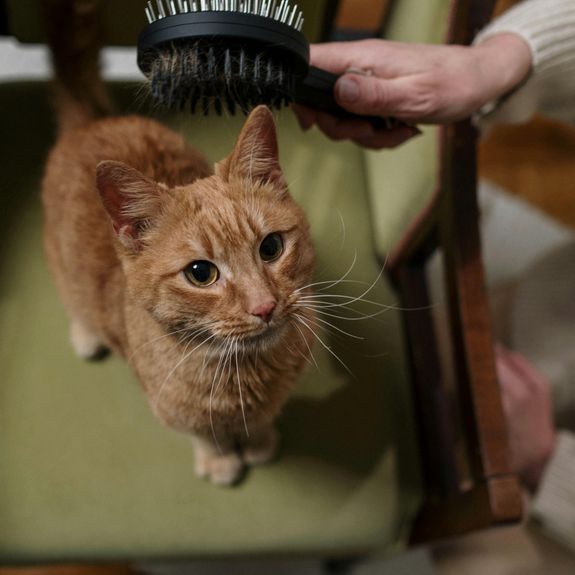 Minor Grooming Services
