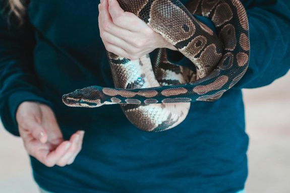 Snakes