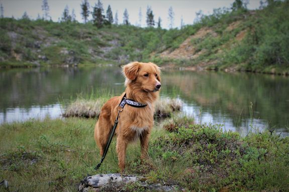 Medium Coated Brown Dog